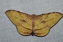 Dalima subflava, male (Geometridae Ennominae Boarmiini).jpg
