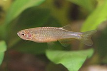 Danio roseus.jpg