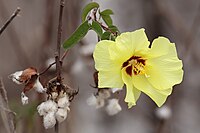 Gossypium darwinii