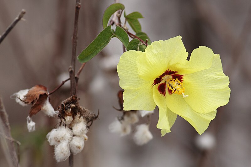 File:Darwin's-cotton-flower.jpg