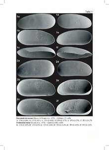 Darwinula stevensoni.pdf