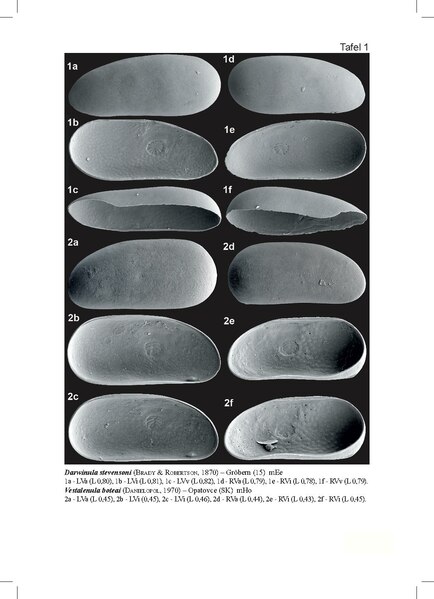 File:Darwinula stevensoni.pdf