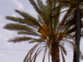 Des dattes dans un palmier