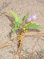 Français : Datura stramonium Saint-Mathurin-sur-Loire (Maine-et-Loire), France