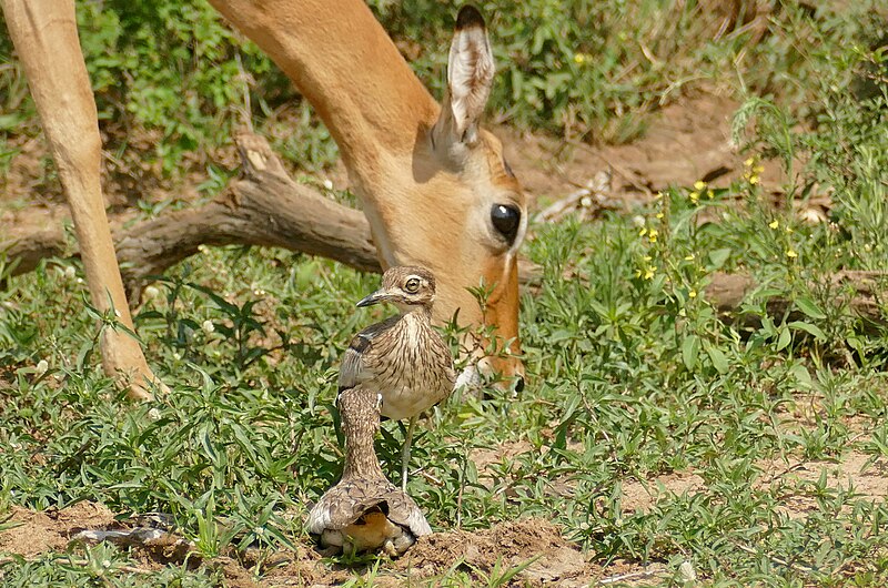 File:Day 53 Water Thick-Knee (Burhinus vermiculatus) male watching as impala graze near nesting female ... (53324020511).jpg