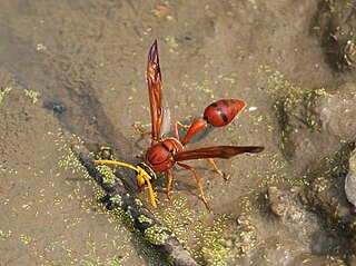 <i>Delta conoideum</i> Species of wasp