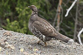 Female Dendragapus fuliginosus