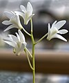 Dendrobium kingianum white colour