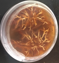 Unmelanized rhizomorphs of Desarmillaria tabescens in Malt yeast extract medium Desarmillaria.png