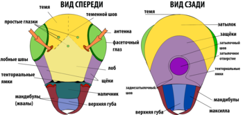 Схема строения головы насекомых