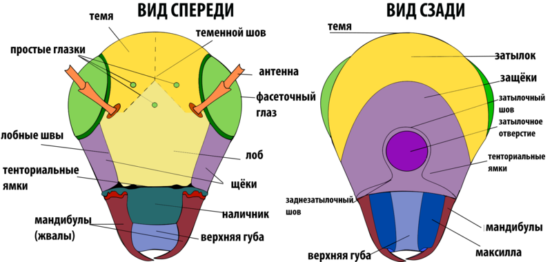 File:Diagram-anatomy of insect head RUS.png