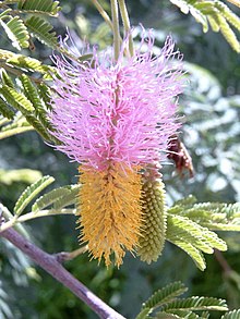 Inflorescence Dichrostachys cinerea Bild0885.jpg