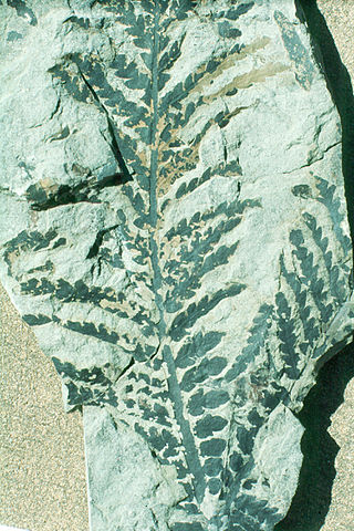 <i>Dicroidium zuberi</i> Species of seed fern