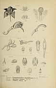 Thelasis obtusa fig. 371 Type species