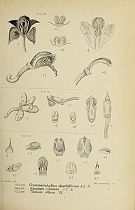 fig. 369 Grammatophyllum stapeliiflorum fig. 370 Dipodium scandens fig. 371 Thelasis obtusa