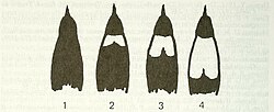 Differences - Malimbus cassini and ibadanensis.JPG