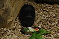 English: Palawan porcupine (Hystrix pumila) in Prague Zoo Čeština: Dikobraz filipínský (Hystrix pumila) v Zoo Praha