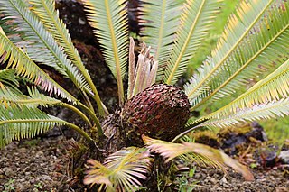 <i>Dioon edule</i> species of plant