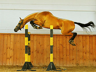 A horse free jumping Dirkhan.jpg