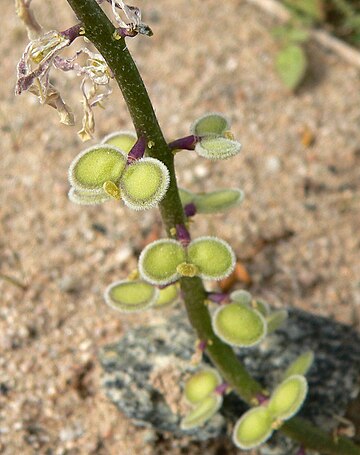 Dithyrea