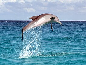 Прыжок дельфина.JPG