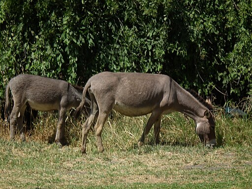 Donkey Equus asinus Tanzania 1611 Nevit