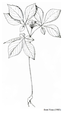 A drawn image of the American ginseng plants leaves.