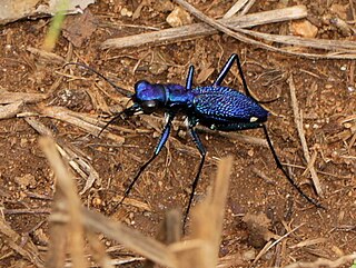 <i>Dromica</i> Genus of beetles