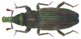 <i>Dryophthorus</i> Genus of beetles