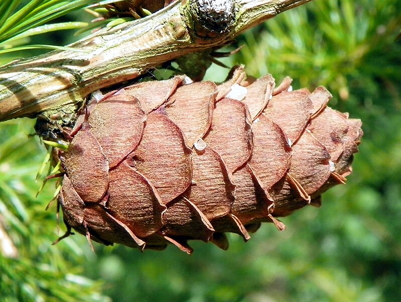 File:Dunkeld Larch (Larix × marschlinsii) (19912935221).jpg