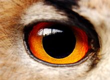 Detail of an eye of an eagle-owl Eagle(owl)-eye - modified.JPG