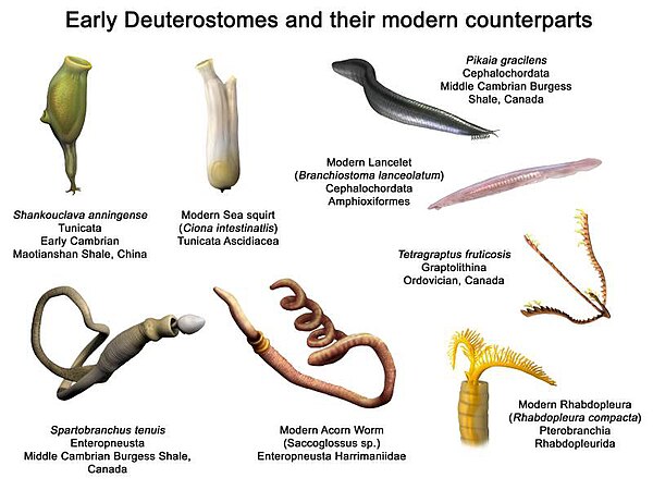 Image: Early Deuterostome NT