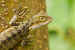 Thumbnail for File:Eastern Water Dragon 20140125.jpg