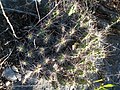 Echinocereus pentalophus 2.jpg