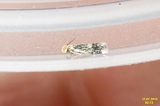 <i>Ectoedemia hannoverella</i> Species of moth