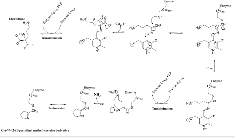 File:Eflornithine Mechanism of Action.tiff