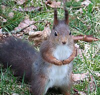 Uk: Theria Ik: Eutheria Boreoeutheria Öo: Euarchontoglires Glires O: Rodentia Uo: Sciuromorpha F: Sciuridae S: Sciurus A: Sciurus vulgaris Ua: Sciurus vulgaris vulgaris Ekorre i Väsmestorp, Sörby socken, Falköpings kommun, Västergötland.