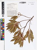 Thumbnail for Elaeocarpus hylobroma