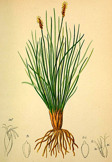 Kobresia_myosuroides