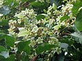 inflorescence