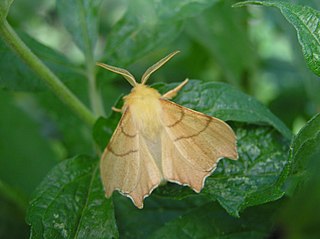 Ennomos erosaria Species of moth