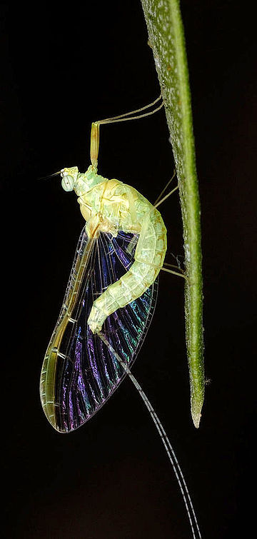 Efemeroptere