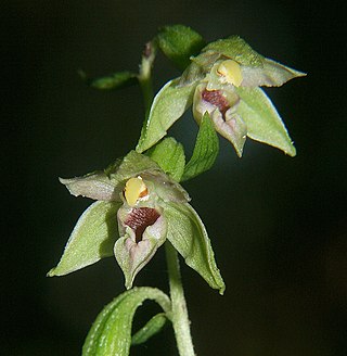 <i>Epipactis leptochila</i> Species of orchid