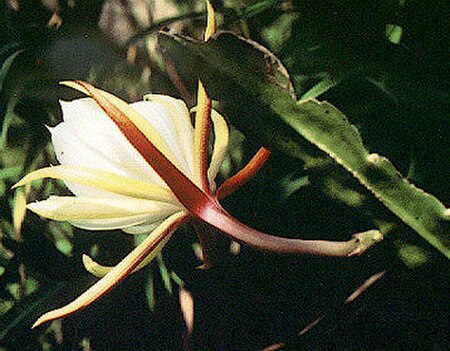 Tập_tin:Epiphyllum_laui3LAU.jpg