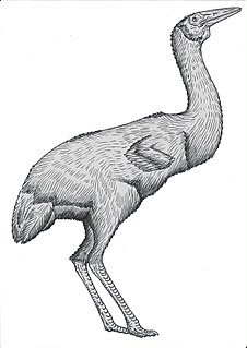 Eogruidae family of birds