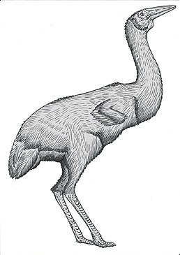 Ergilornis