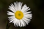 Thumbnail for Erigeron rybius