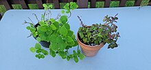 Two potted bonsai mint plants. The plant on the left has bright green, large leaves. The plant on the right has smaller, reddish leaves.