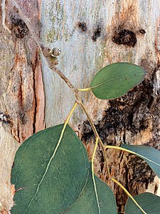 Bark and leaves Eucalyptus amplifolia - bark and leaves.jpg
