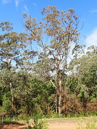 <i>Eucalyptus cornuta</i> Species of eucalyptus